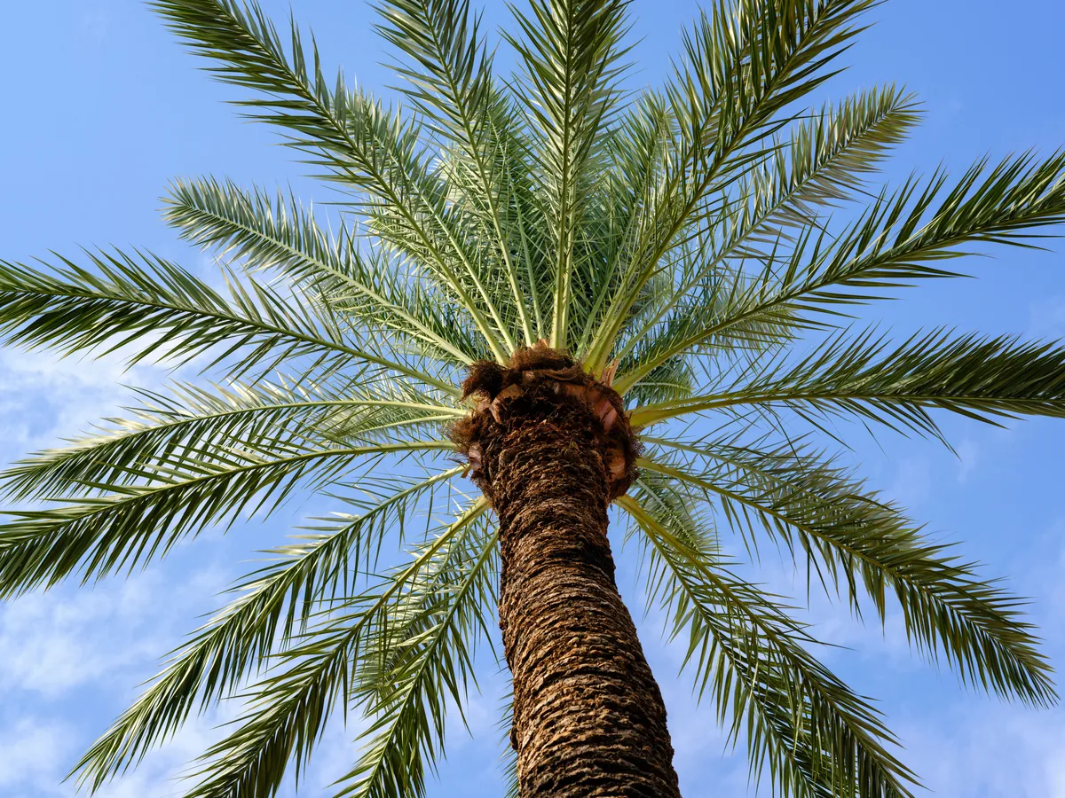Tall date palm seen from below